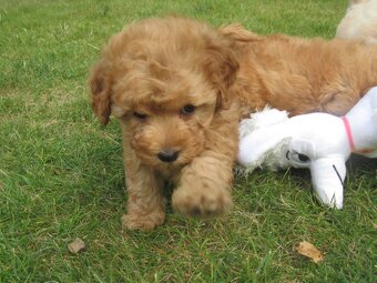 Maltipoo štěňátka - 5