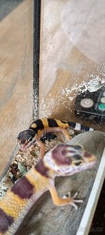 Gekončík noční (Eublepharis macularius) - 5
