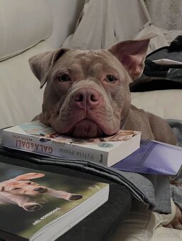 ‘Lovecky’ american bully - 5