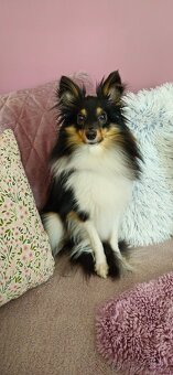 Sheltie - ke krytí - 5