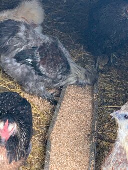 Hedvábnička velká kohout - 5