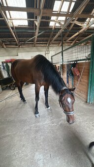 Klisna / Klusák / 7let / Prodej - 5