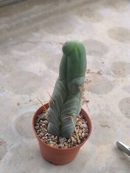 Sukulenty a kaktusy - 5