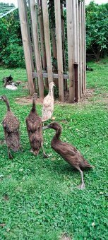 Indický běžec - 5