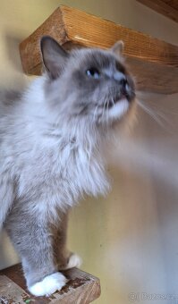 Krásná Ragdoll kočička s pp - 5