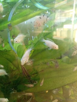 Perlovky,pestřenciBlue Parrot - 5