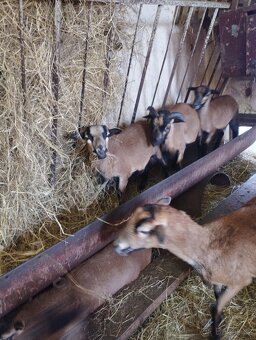 Kamerunská jehňata - 5