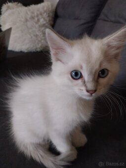Ragdoll koťátka - 5