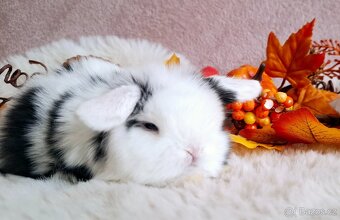 🥰Luxusni minilop 🥰 - 5