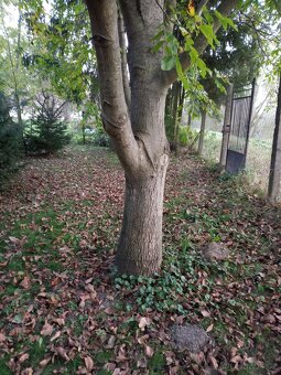 Pronájem zahrady - 5