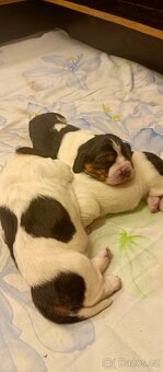 Basset hound - 5