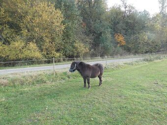 Shetlandský pony - hříbata - 5