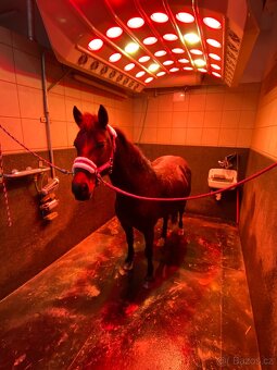 Top WpB pony klisna do sportu i k dětem - 5