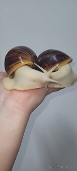 Archachatina marginata ovum albino body - 5