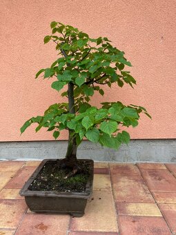 Bonsai, Bonsaj, jamadori, lípa srdčitá - 5