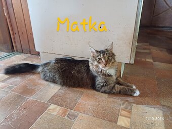 mainská mývalí koťata křížená - 5
