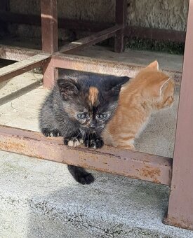 Dvě kočičí slečny hledají milující domov 🏡🐾 - 5