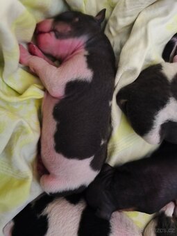 Americký bezsrstý teriér štěňata - 5