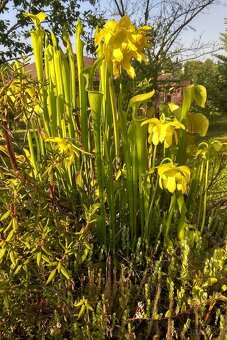 Venkovní masožravé rostliny - 5