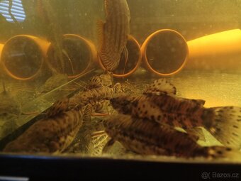 Hoplosternum thoracatum - 5