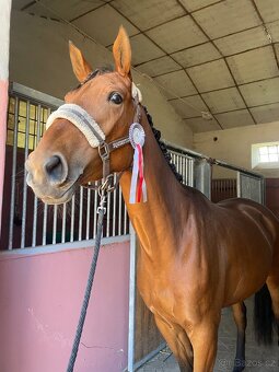 4r. Kobylka furioso - 5