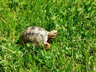 Želva pardálí (Stigmochelys pardalis) - 5