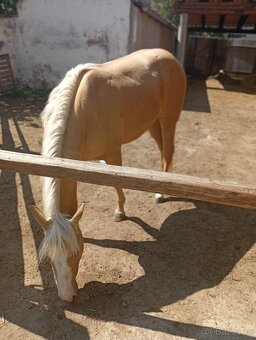 klisna QH - 5