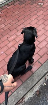 Daruji 7 měsíční štěně labradora - 5