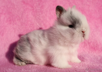 Zakrslý krátkouchý králíček lvíček . - 5