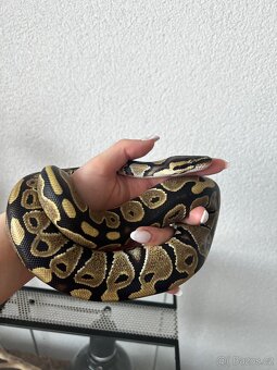 Predám pytóna aj terarium - 5