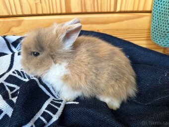 Zakrslý králík - 5