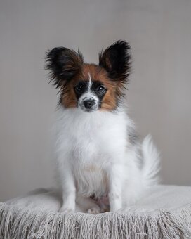 Papillon s rodokmeňom - 5