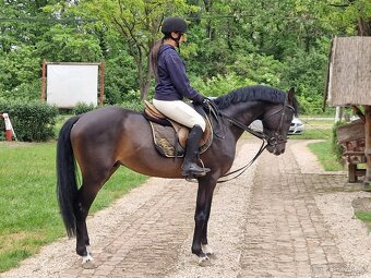 Jumping Horse Forsale - 5