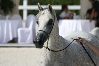 Arabský plnokrevník - 5