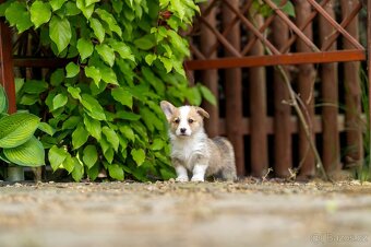Welsh corgi Pembroke s PP - 5