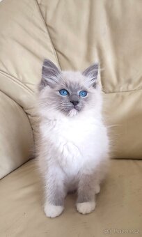 Ragdoll koťátka blue bez PP - 5
