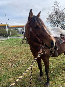 Qh - 5