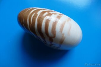 Nautilus macromphalus - 5