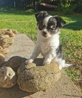 Čivava dlouhosrsta - 5