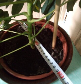 Schefflera Arboricola - 5