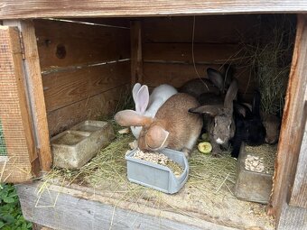 Králíci - 5