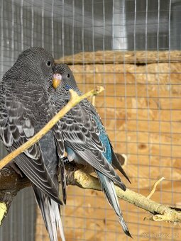 Andulka blackface - 5