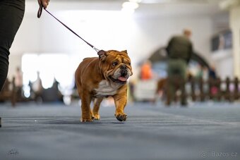 Anglický bulldog s PP na KRYTIE, Buldok, Buldog - 5
