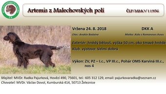 Štěňata Malý münsterlandský ohař - 5