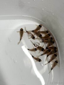 Corydoras Panda - 5