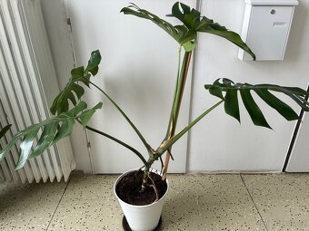 Velká monstera - 5