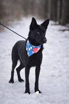 Serena hledá domov - 5