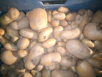 Brambory na uskladnení - 5