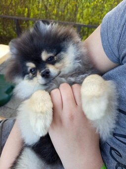 Štěňata Pomeranian s PP POSLEDNÍ 2 MAZLÍCI - 5