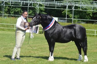 Welsh pony of cob type- připouštění - 5